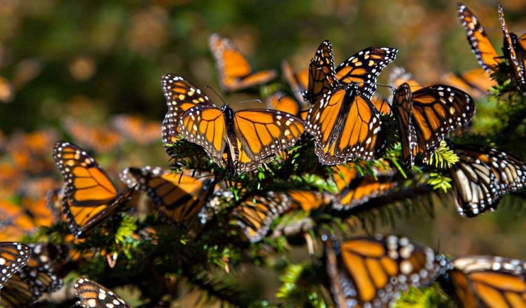 Mexico home of the monarch butterfly Rutopía viajes únicos en