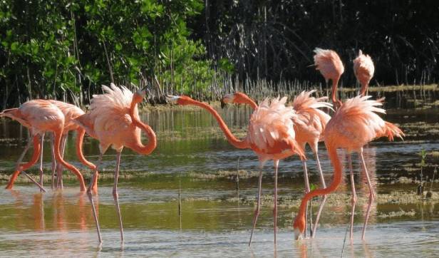 Carey-Centro-Ecoturistico_Campeche
