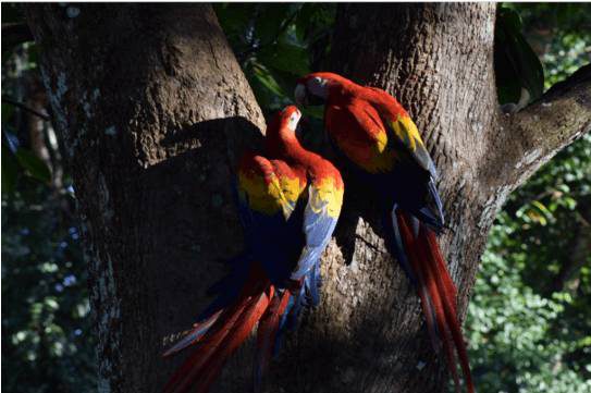 Guacamayas en Canto de la Selva Chiapas Rutopia
