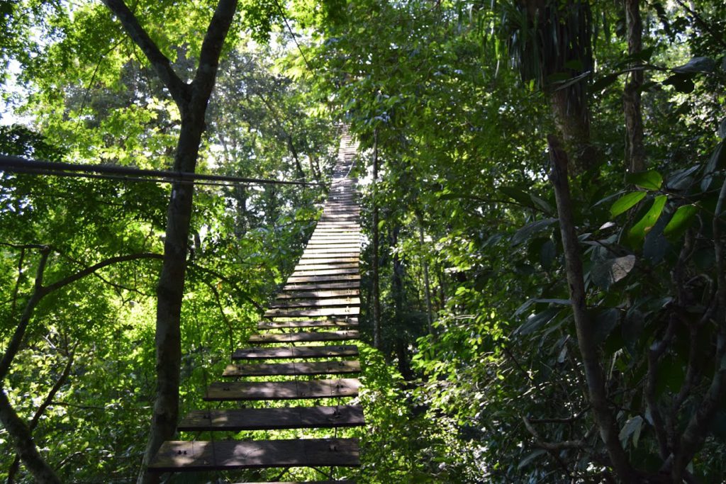 Canopy