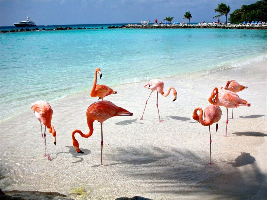 Flamencos rosas