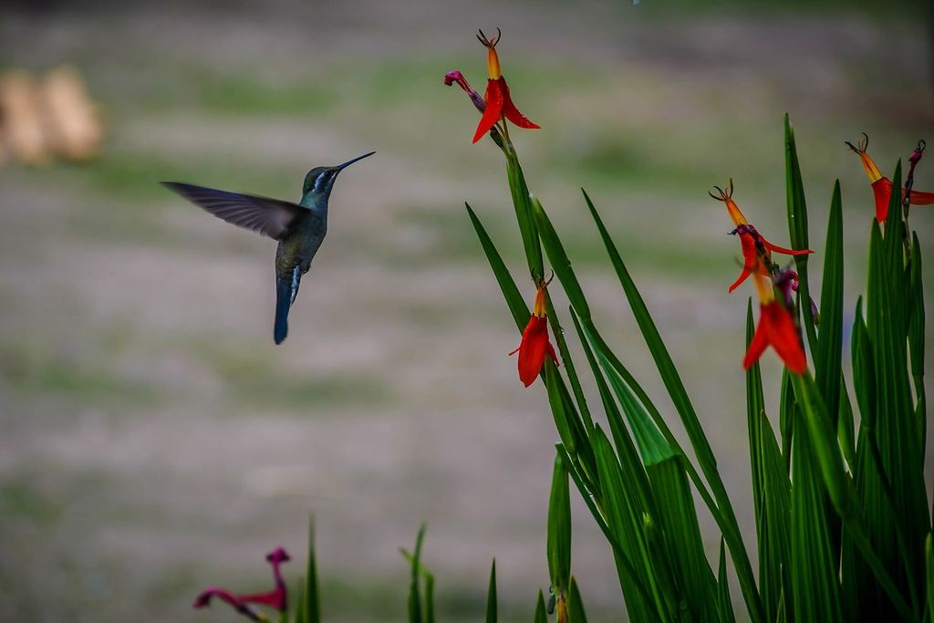 Hummingbird