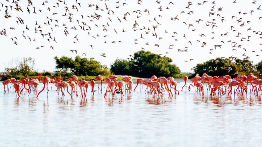 Rio Lagartos 2 Yucatan banco de datos Totonal scaled