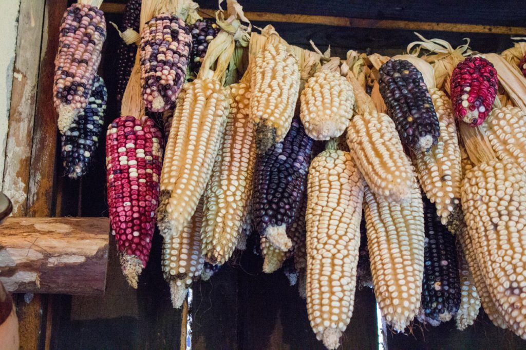 corn scaled