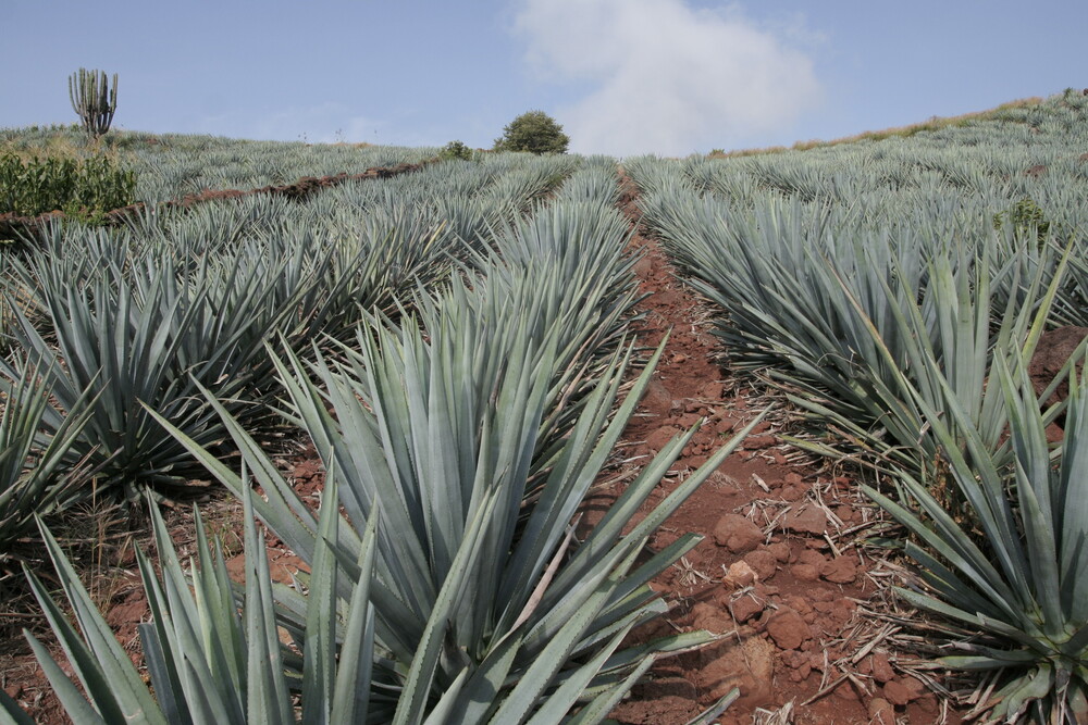 large Agave Tequila Jalisco 2