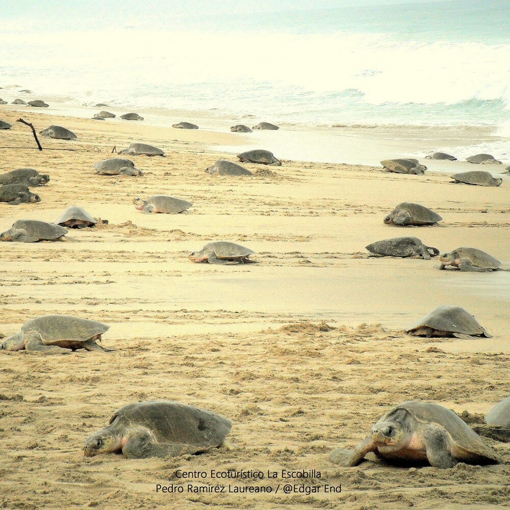 large Liberación de tortugas