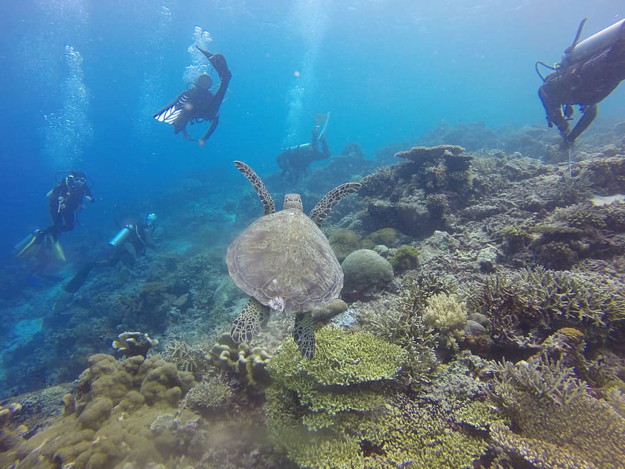 scuba diving