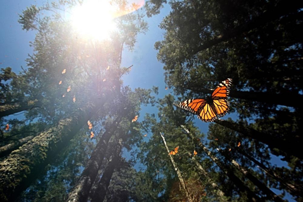bosque-monarca-vuelo