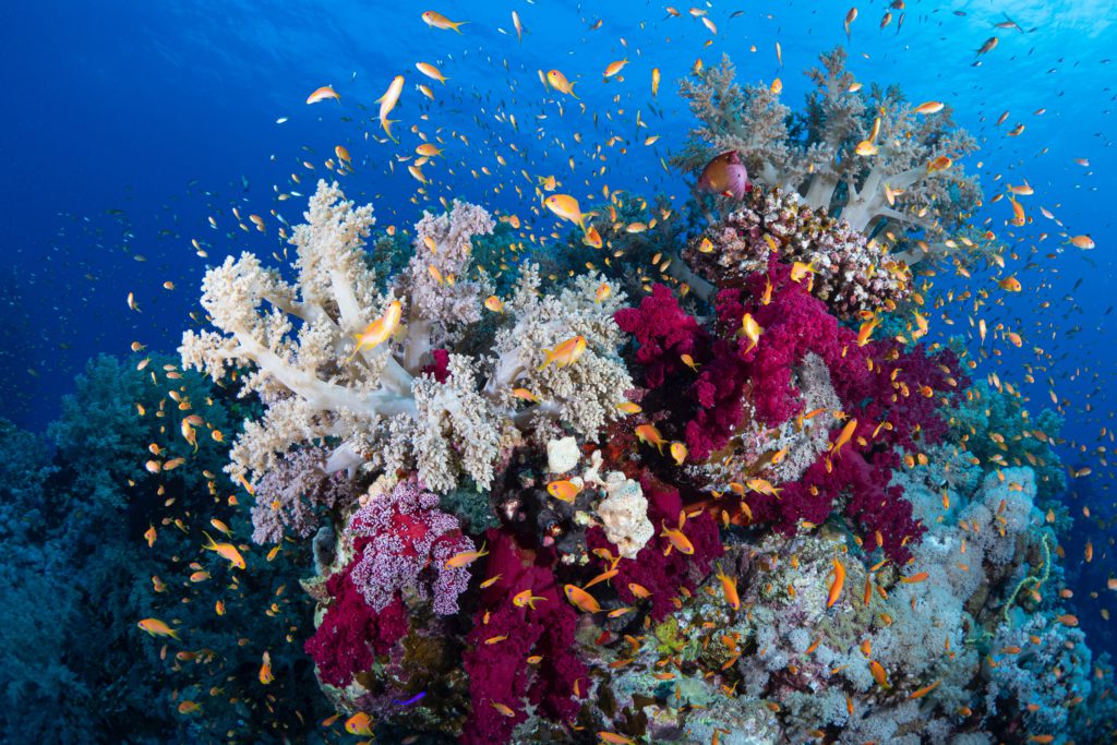 fish swimming in coral reef