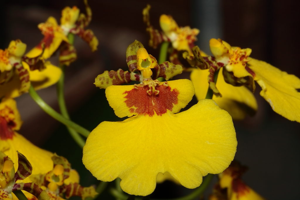 orquidea oncidium amoenum