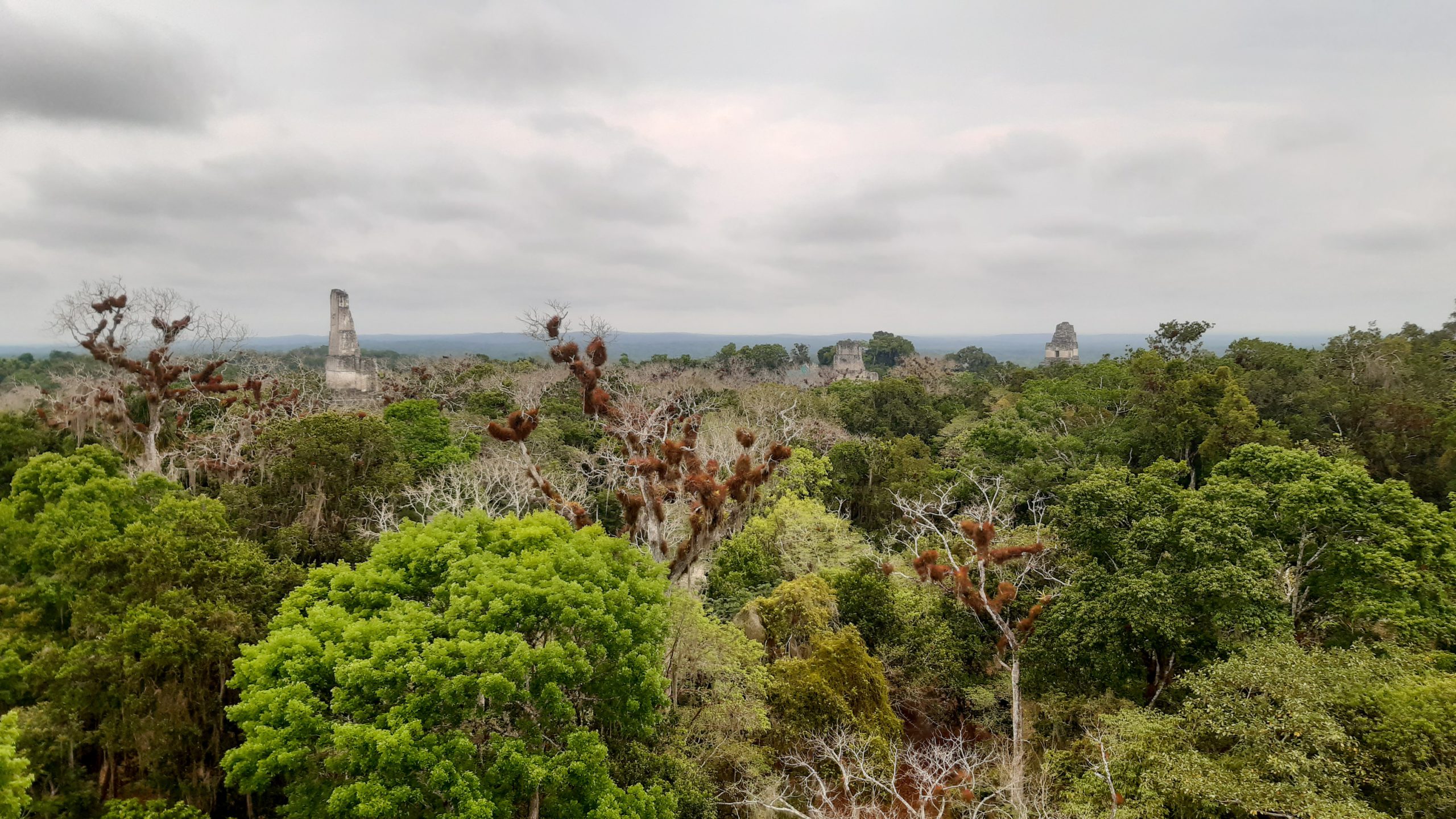 Sobre la asombrosa selva mexicana (que también es maya) – Rutopía ...