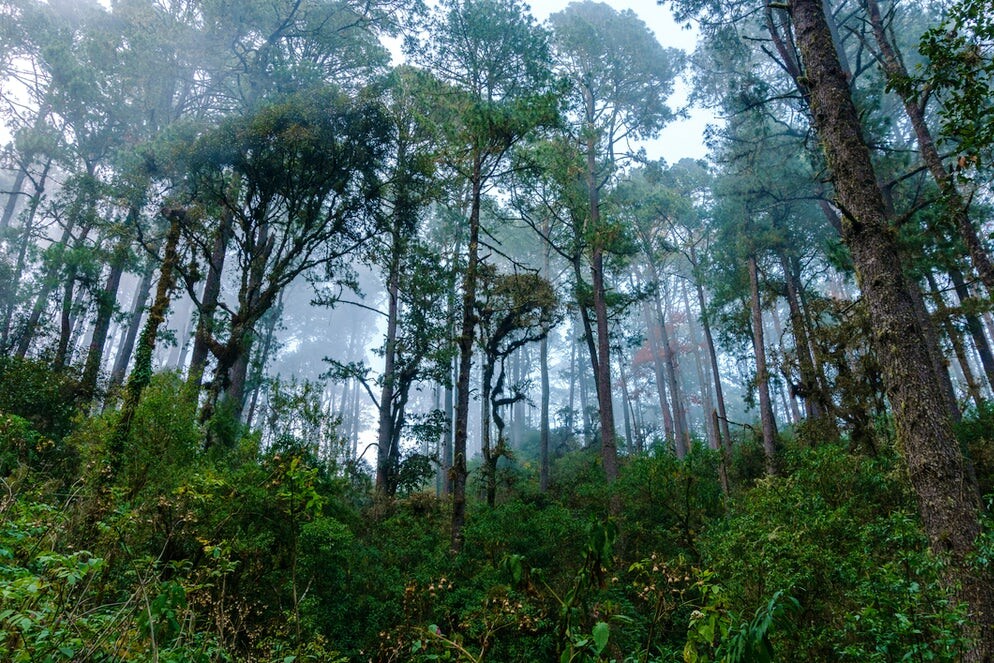 san-jose-del-pacifico-foret