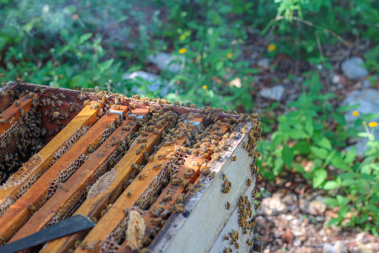 bee melipona in Flavor of Honey and Coconut Eco-Tour in Yucatán
