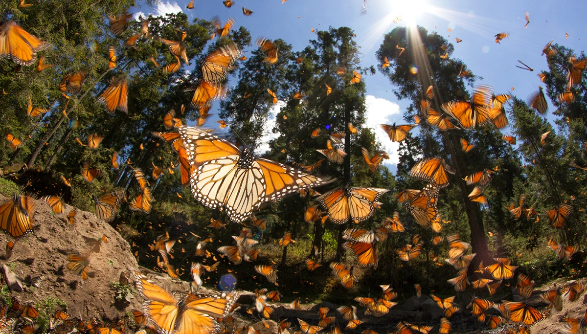 Monarch butterflies