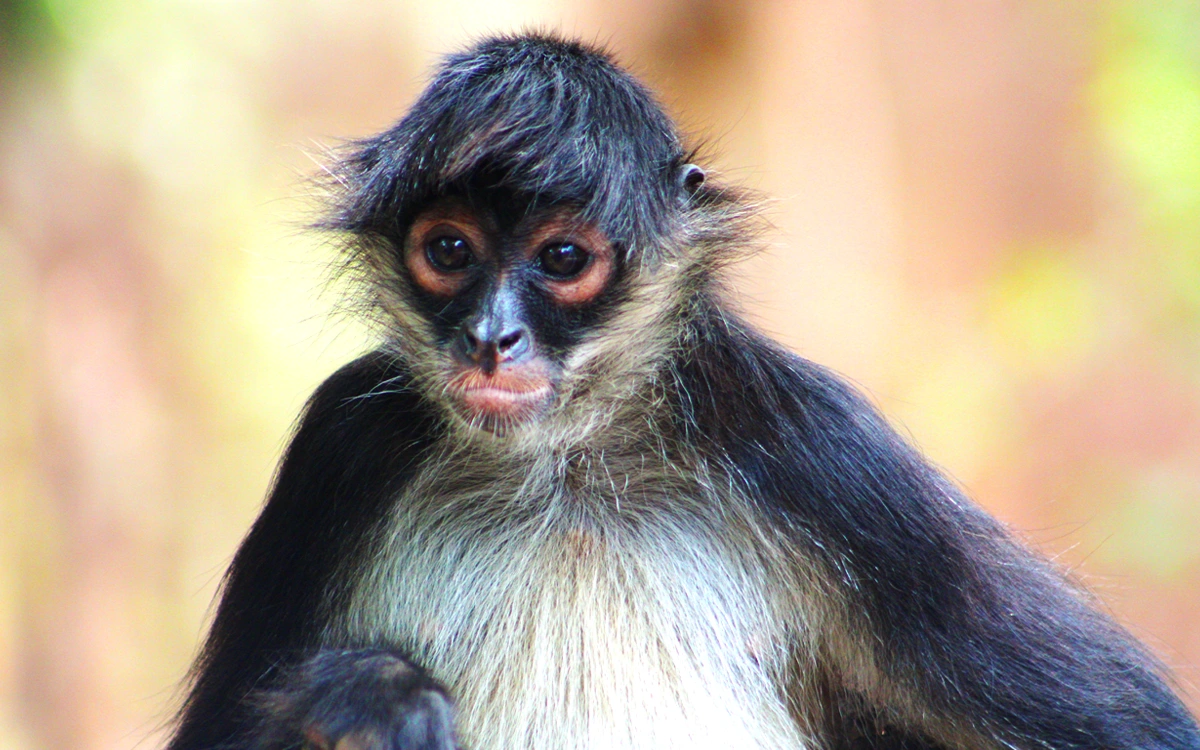 spider monkey mexico punta laguna