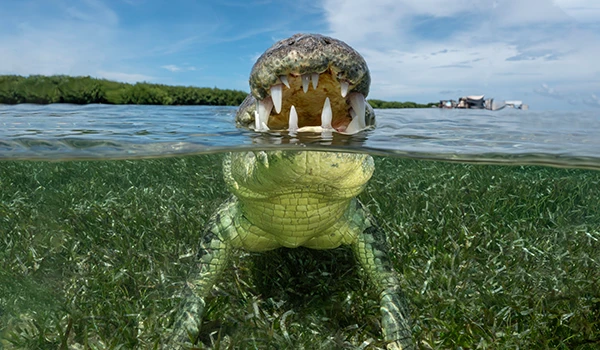 Crocks in Mexico