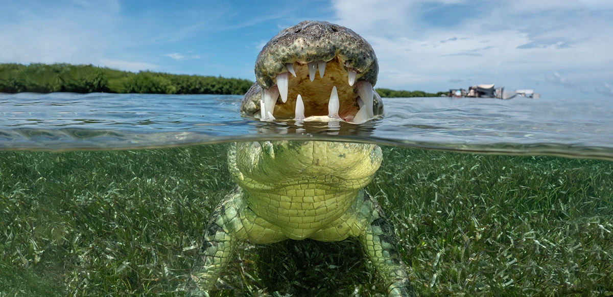 Crocodile in Mexico